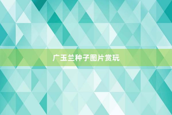 广玉兰种子图片赏玩